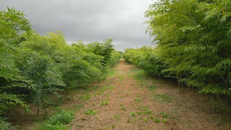 caminar en un bosque de bambú en un día de viento antes de la tormenta en verano