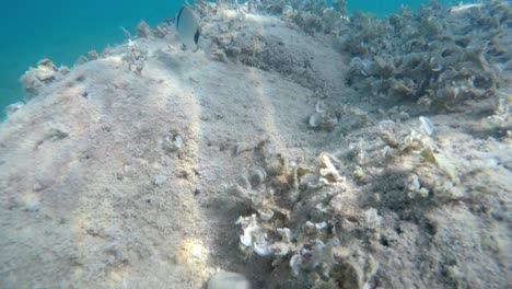 Kleine-Fische-Mit-Schwarzen-Streifen,-Die-Auf-Felsen-Mit-Algen-Schwimmen