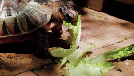 close up static shot of tortoise using tongue dextrously to bite into lettuce