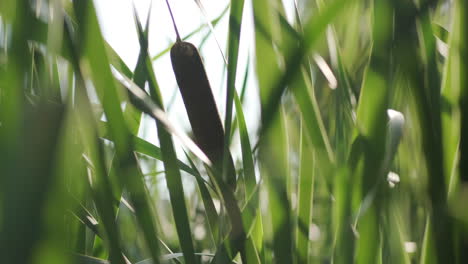 bulrush pond reeds close up back lit by