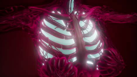 Human-Body-with-Visible-Lungs