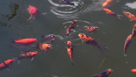 colorful koi fish, carp fish swimming  in the lake or pond.