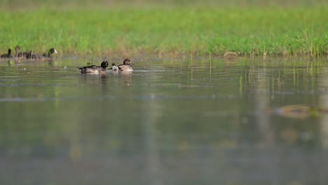 The-tufted-duck-or-tufted-pochard-in-wetland