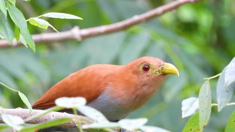 Squirrel-Cuckoo-perched-alertly-amongst-the-green-foliage-in-the-tropical-forests-of-Minca,-Colombia