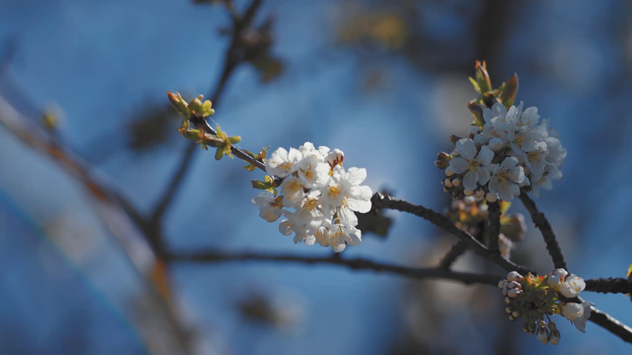 Delicate flowers of the cherry tree in full bloom