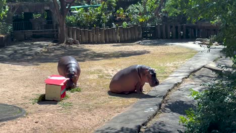 hipopótamos en el zoológico