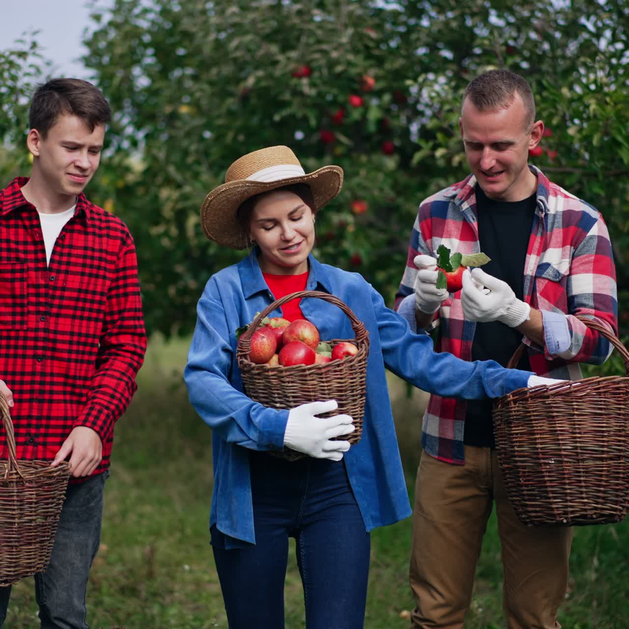 Family collecting apple harvest in the garden. Lady takes apples from man's basket putting them into hers