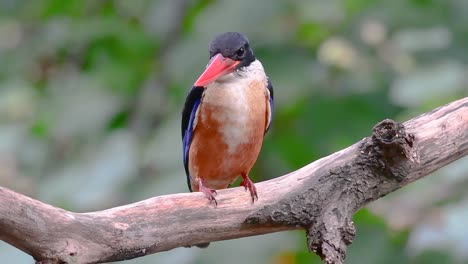 el martín pescador de gorra negra tiene un pico rojo como un caramelo y una gorra negra que se encuentra en tailandia y otros países de asia