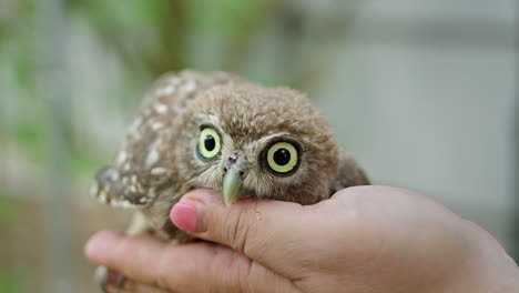 baby owl in hand