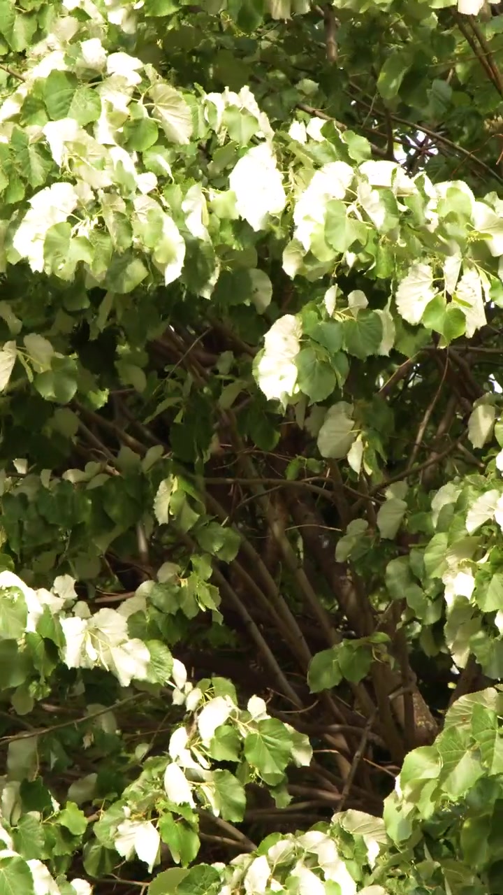 La luce del sole illumina una fitta vegetazione verde e bianca che ondeggia dolcemente in un giardino di un parco parigino.