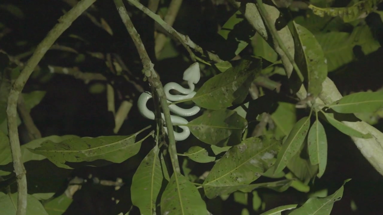 Gros plan statique d'une vipère des fosses vert vif enroulée parmi les feuilles sur une branche d'arbre, se reposant tranquillement sous un éclairage ponctuel lors d'une recherche nocturne dans la jungle.