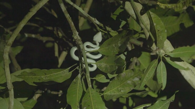 Statische close-up van een felgroene groefkopadder, opgerold tussen bladeren op een boomtak, rustig liggend onder spotverlichting tijdens een nachtelijke zoektocht in de jungle