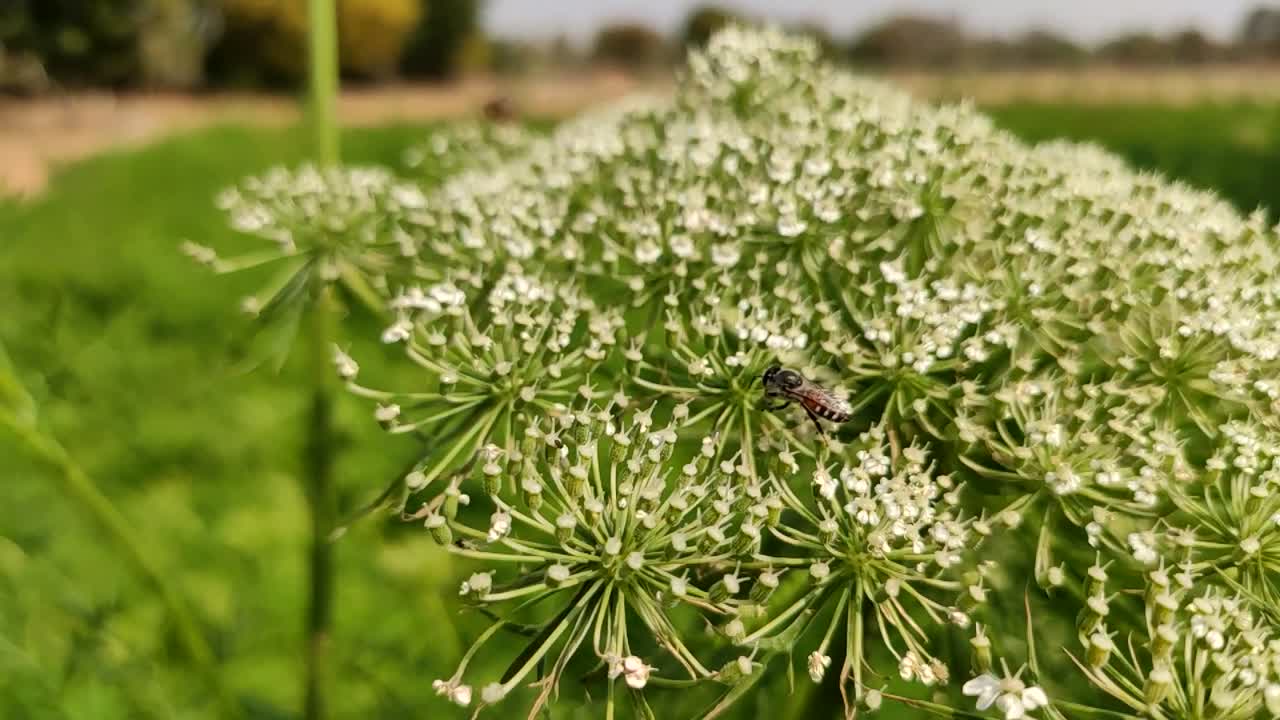 A Bee collecting juice from carrot crop flowers, close up view, slow motion footage