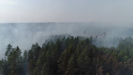 Wald-Im-Feuer,-Brennende-Bäume,-Büsche,-Brennendes-Trockenes-Gras-Im-Torfmoor