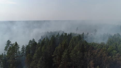 forest in fire, burning trees, bushs, burning dry grass in the peatbog