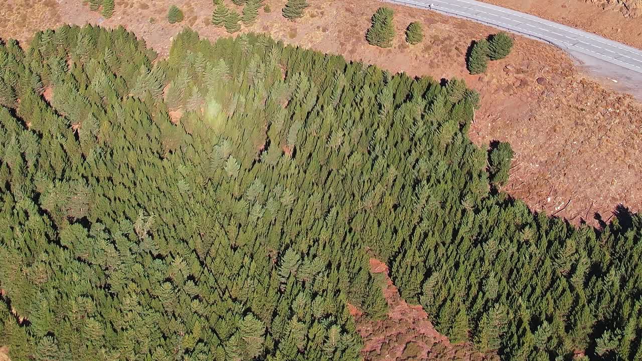 Vue d’une route près de pins à Grenade, en Espagne, pendant la journée