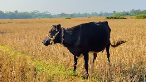 una vaca solitaria balancea la cabeza para quitarse el pájaro drongo de encima mientras trata de pastar en un campo de heno seco