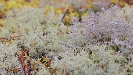 Primer-Plano-De-Musgo-De-Liquen-De-La-Tundra-ártica.-Cladonia-Rangiferina,-También-Conocida-Como-Liquen-De-Copa-De-Reno.