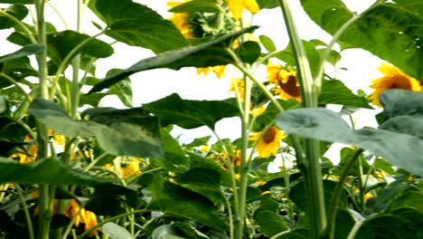 blooming sunflowers field at bright sunny summer day with the sun bright backlight.