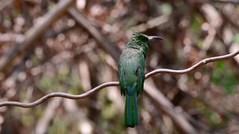 The-Blue-bearded-Bee-eater-is-found-in-the-Malayan-peninsula-including-Thailand-at-particular-forest-clearings