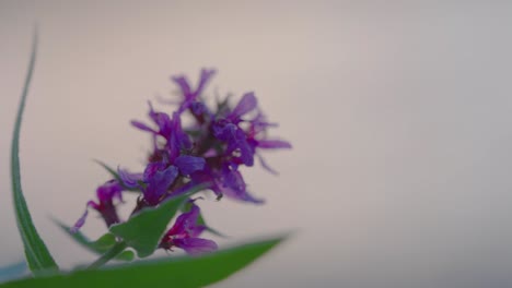 nahaufnahme einer vom wind verwehten blutweiderich-blume