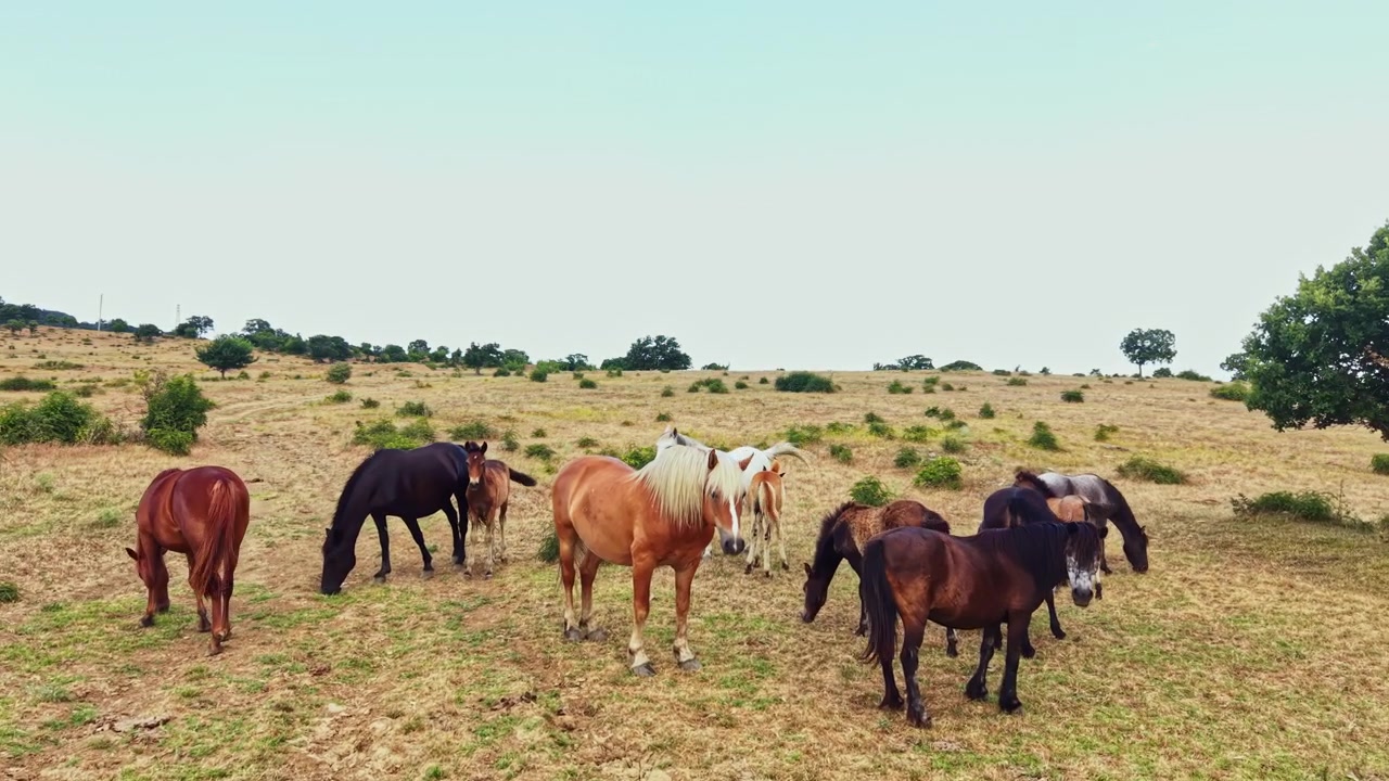 Cavalli pascolano in un'area rurale su terreno aperto durante il giorno, con cieli sereni sullo sfondo e alberi sparsi nel campo