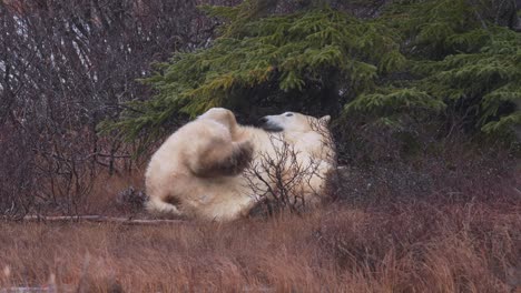 Slow-motion-restless-polar-bear-lays-on-it's-back-and-rolls-amongst-the-sub-arctic-brush-and-trees-of-Churchill,-Manitoba