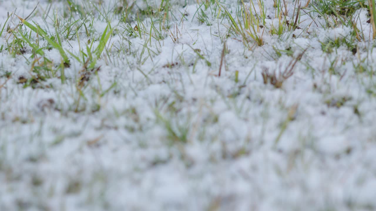Germogli d'erba che spuntano attraverso la fitta neve bianca dopo una forte nevicata notturna. Filmato 4K di alta qualità, invernale, calmo, sereno e tranquillo. Cattura la natura durante i mesi freddi.
