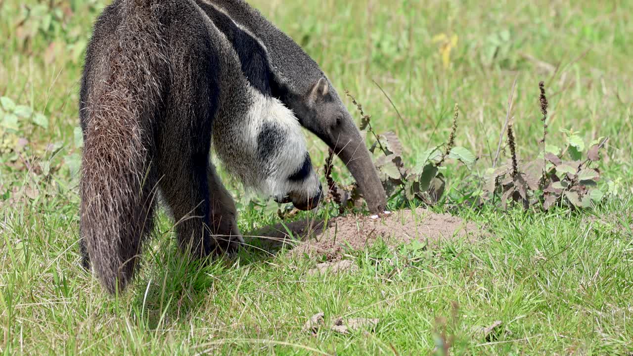 Orso formichiere gigante si nutre liberamente allo stato selvatico nel Pantanal brasiliano, un animale in via di estinzione