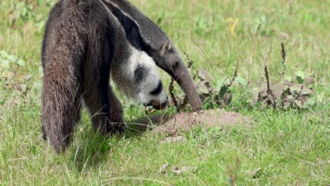 giant anteater feeding freely in the wild in the pantanal of brazil, an endangered animal