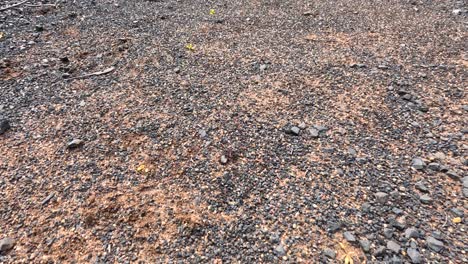 a group of ants actively crawls and feeds on an olive atop dry, rocky australian soil. natural daylight, static overhead camera, macro perspective