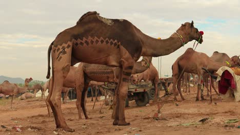 Camels-at-the-Pushkar-Fair,-also-called-the-Pushkar-Camel-Fair-or-locally-as-Kartik-Mela-is-an-annual-multi-day-livestock-fair-and-cultural-held-in-the-town-of-Pushkar-Rajasthan,-India.