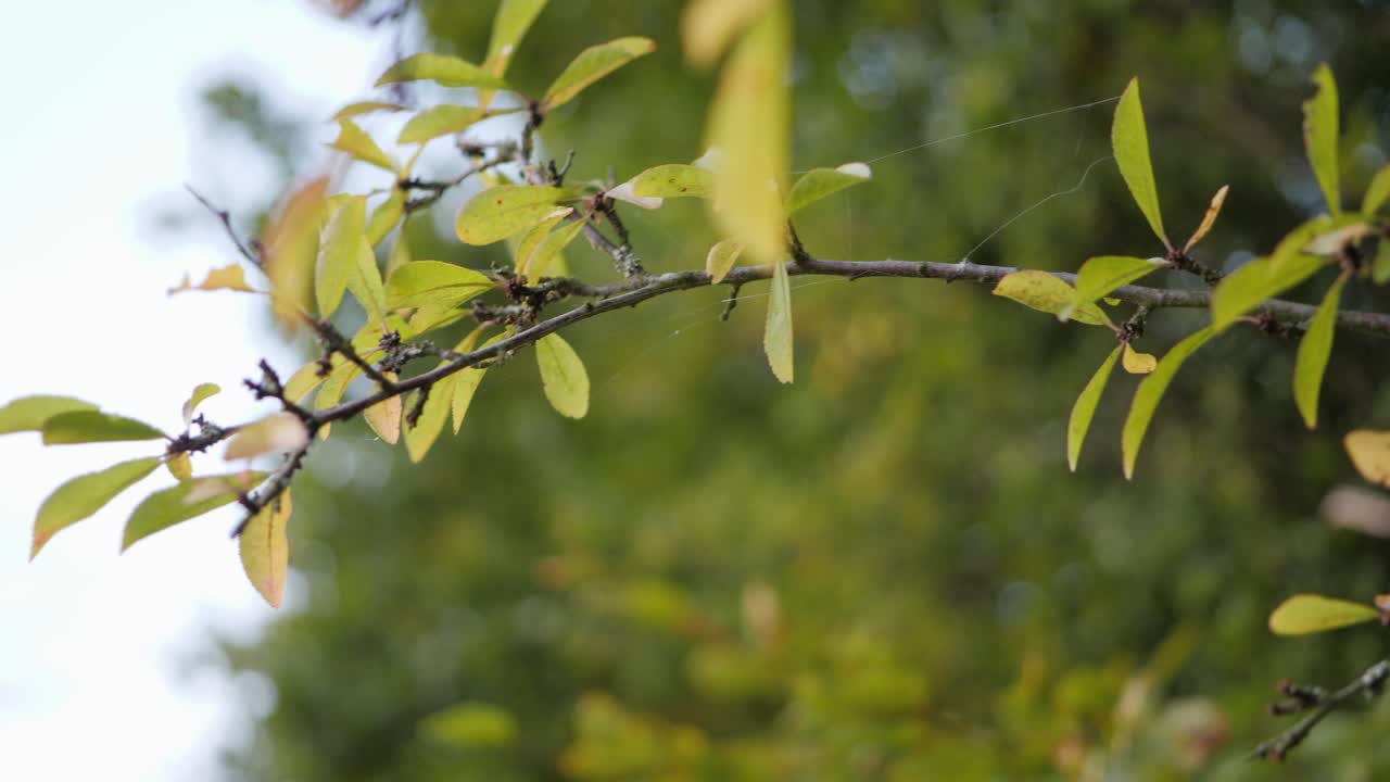 Dynamic steadicam low angle shot of trees and green leaves during summer evening, rack focus, bokeh in 4K