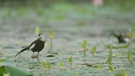 jacana pair foraging in lily pond habitat