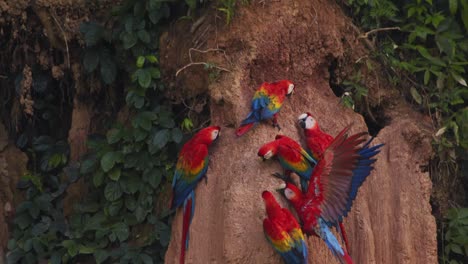 closeup of scarlet macaws jostling and competing on the chuncho clay lick for a better position in slow motion