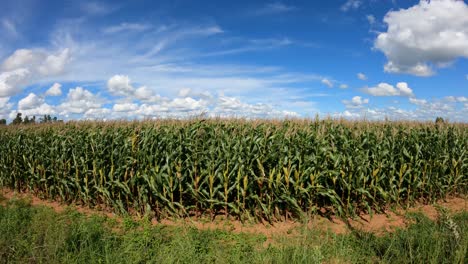 Field-with-green-corn-plantation,-sunny-day-with-blue-sky-and-clouds