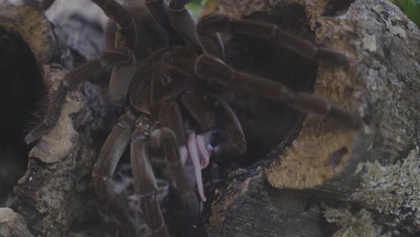tarántula comiendo un ratón en cámara lenta