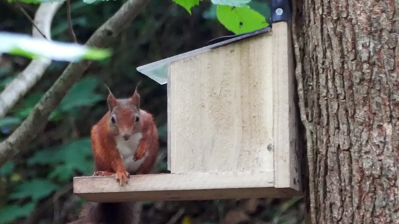 Scoiattolo rosso dalla coda folta e colorata che salta in una mangiatoia nella foresta masticando noci e semi.