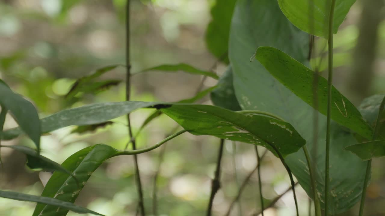 disparo en primer plano de una hoja desenfocada en un día soleado con un fondo borroso