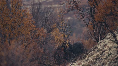 Moschusochsen-Auf-Dovrefjell-Tundra-In-Norwegen-Im-Herbst---Breit