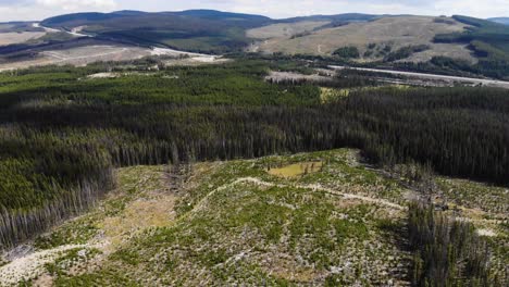 4k drone aerial footage of a forrest that has been logged, clear cut and replanted next to a highway