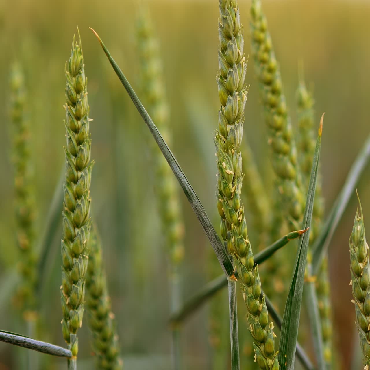 Ripening spikelets of wheat in the countryside field. Future harvest of grain in the farmland. Close up. Blurred backdrop