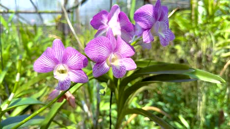 orchids blooming in a lush greenhouse environment