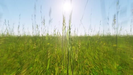 escena de verano con la cámara moviéndose lentamente a través de la hierba larga hacia el sol brillante en la distancia - bucle sin costuras