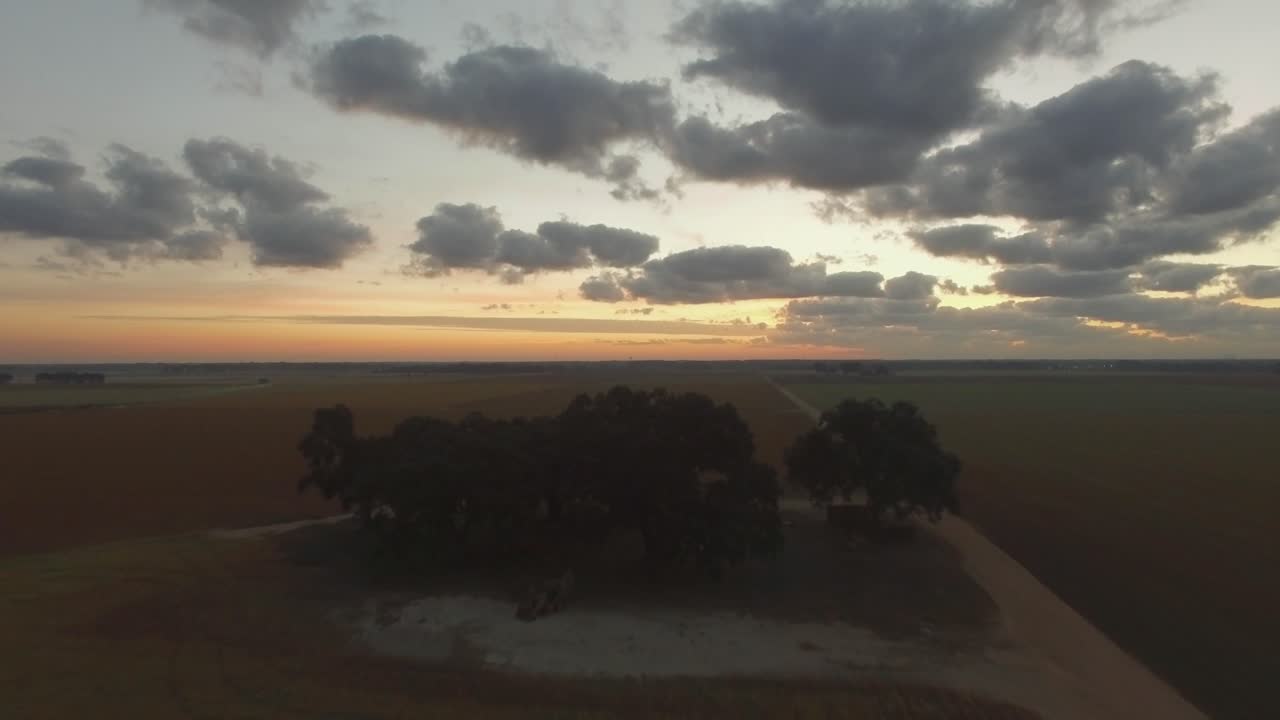 해가 뜰 때 남부 농장 한가운데에 있는 한 무리의 나무들