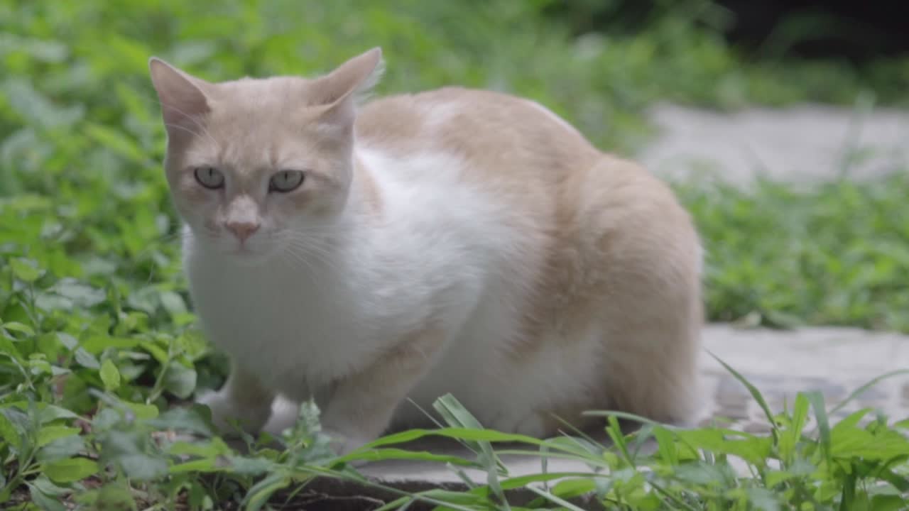 Primo piano di un gatto beige e bianco a figura intera seduto, che gira la testa e guarda la telecamera.
