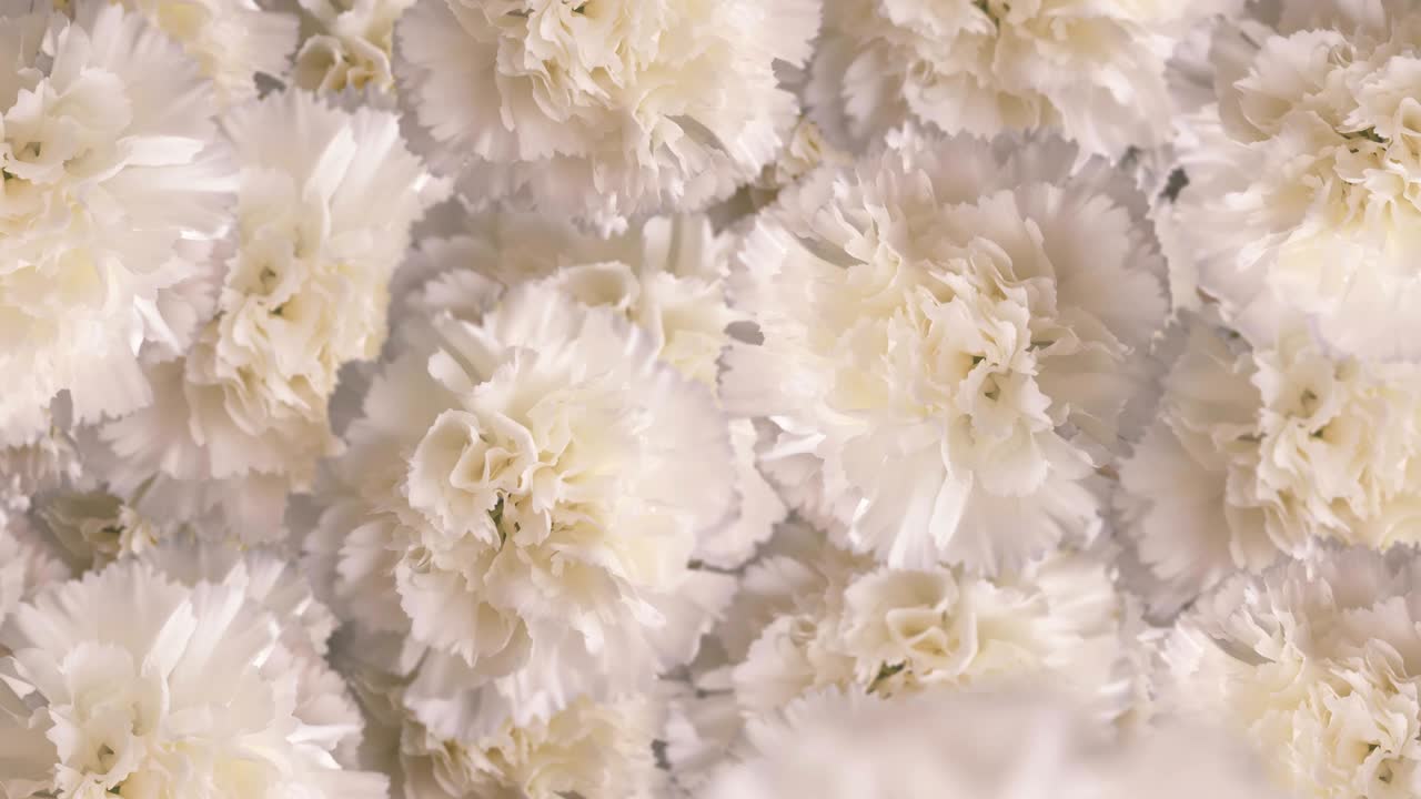 Animação de flores brancas voando, fundo em loop contínuo