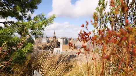 blurry tree with edinburgh cityscape in background