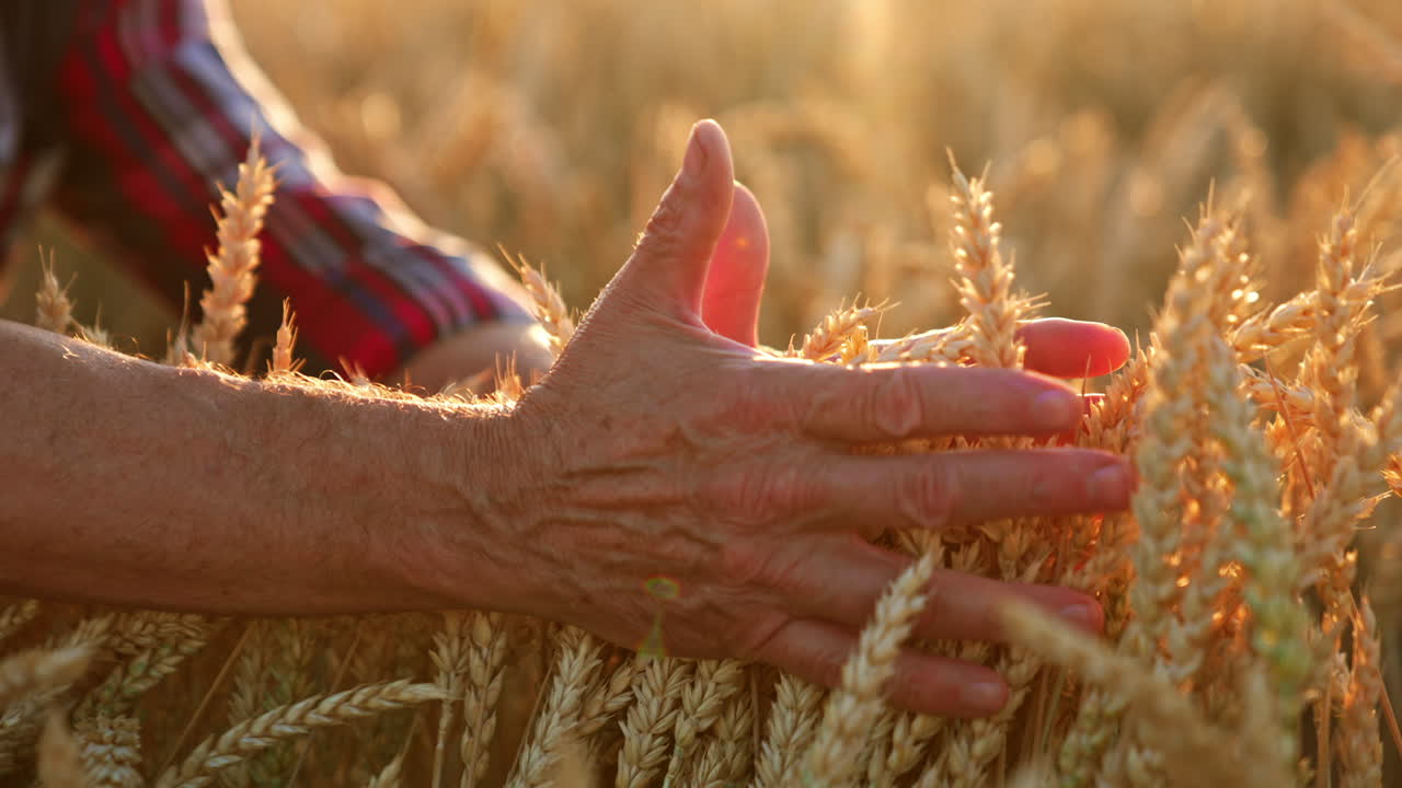 Caring hands of old farmer stroke the ripe ears of wheat growing in the field. Dry spikelets in the bright rays of sun.