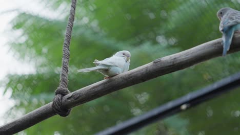 Two-blue-Budgerigar-common-parakeet-perched-on-branch